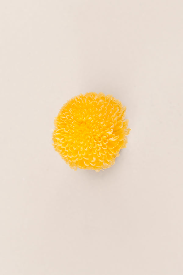 Focus Chrysanthemum - Box 12 heads