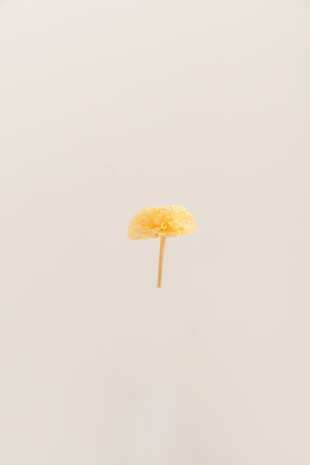 Focus Chrysanthemum - Box 12 heads