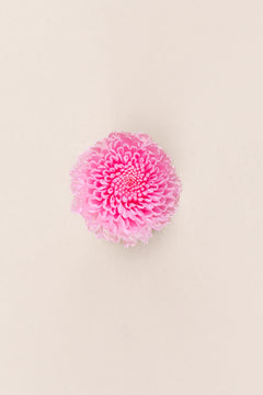 Pastel Pink