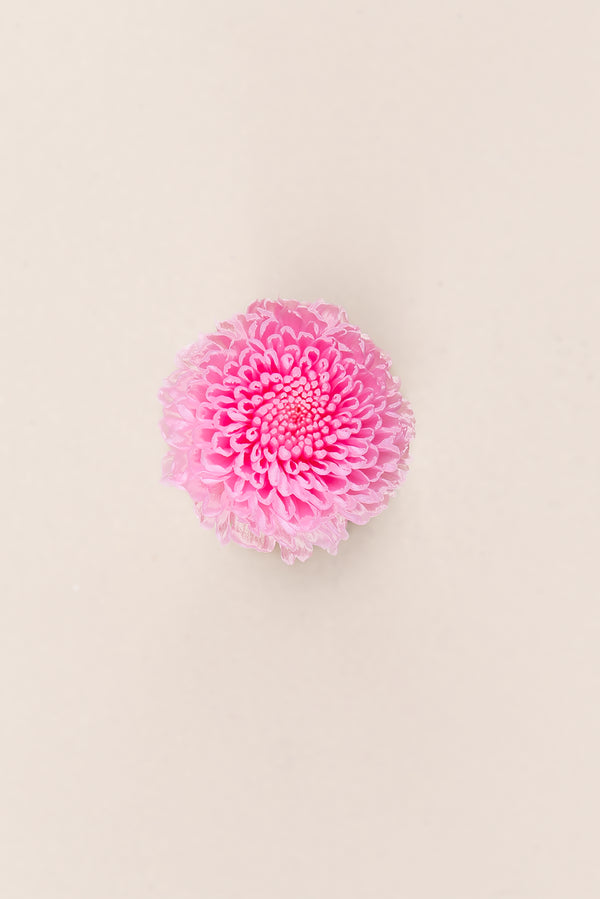 Focus Chrysanthemum - Box 12 heads