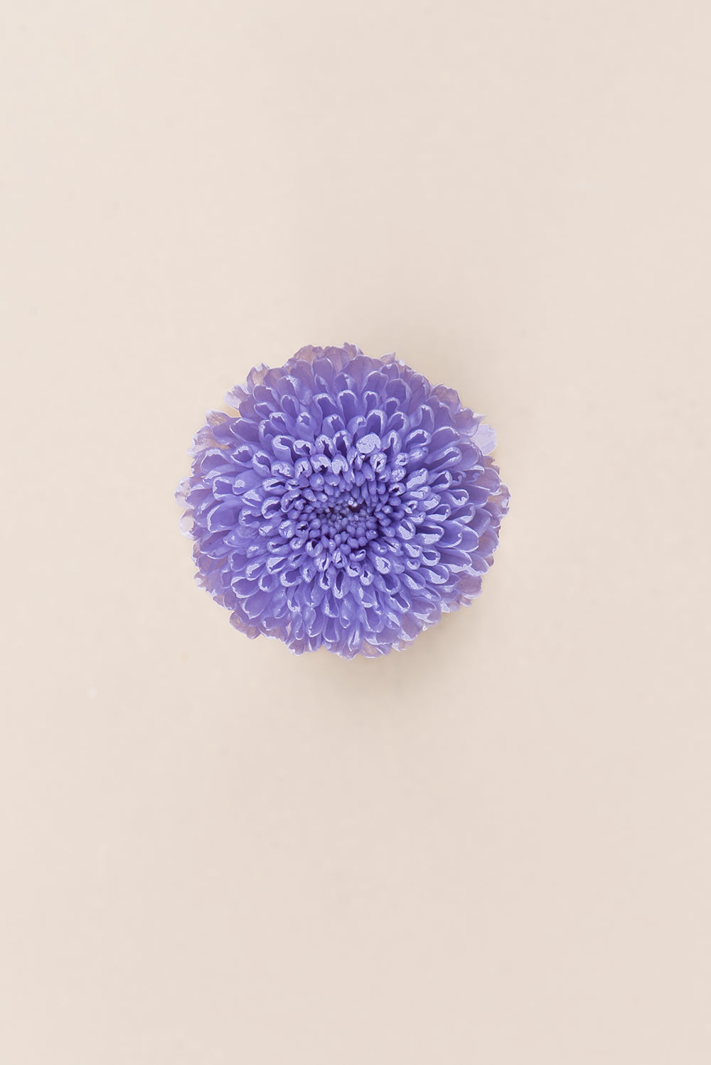 Focus Chrysanthemum - Box 12 heads