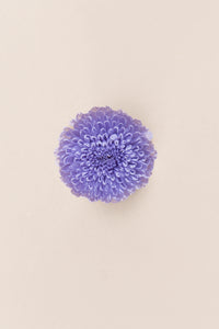 Soft Lilac
