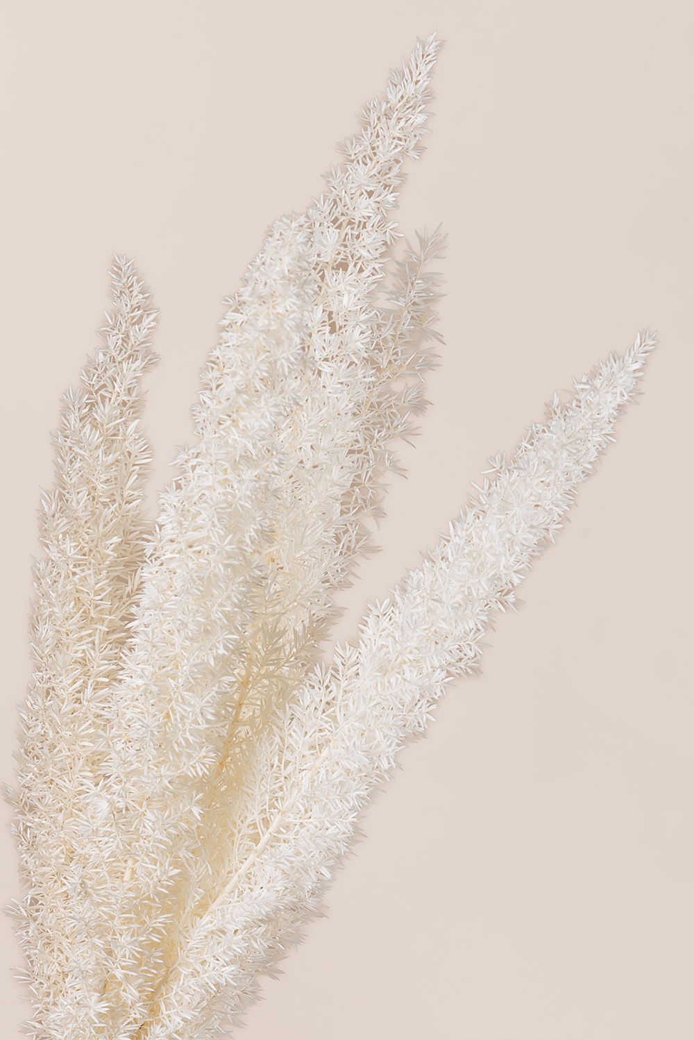 Foxtail