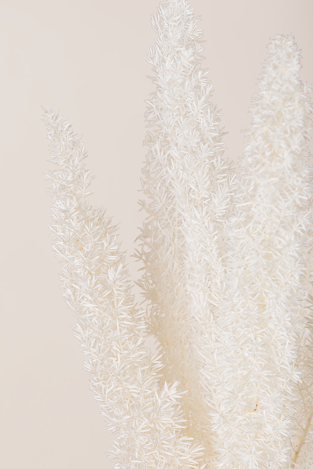 Foxtail