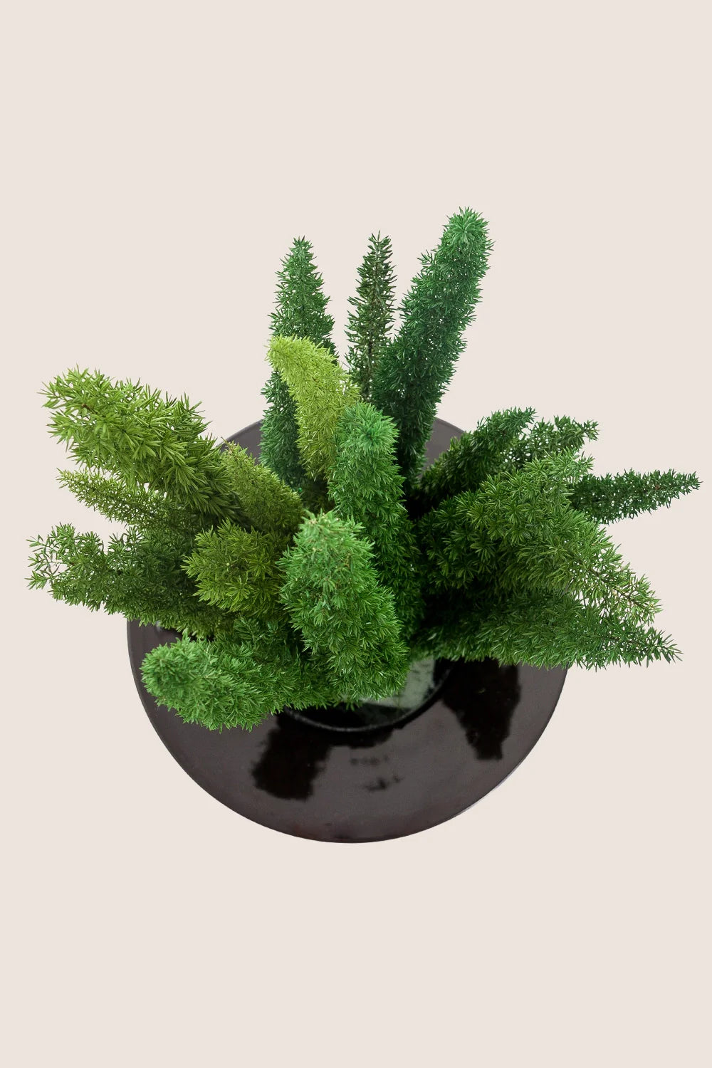 Foxtail