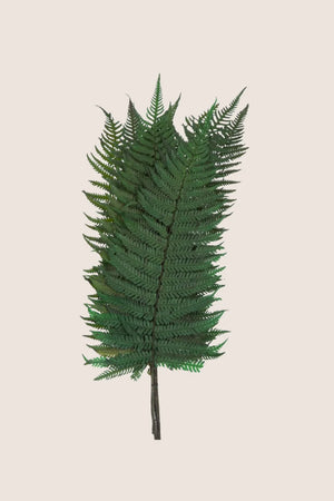 Parchment Fern