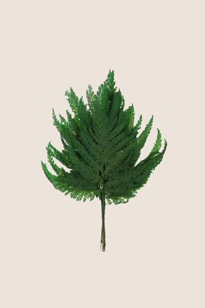 Plume Fern