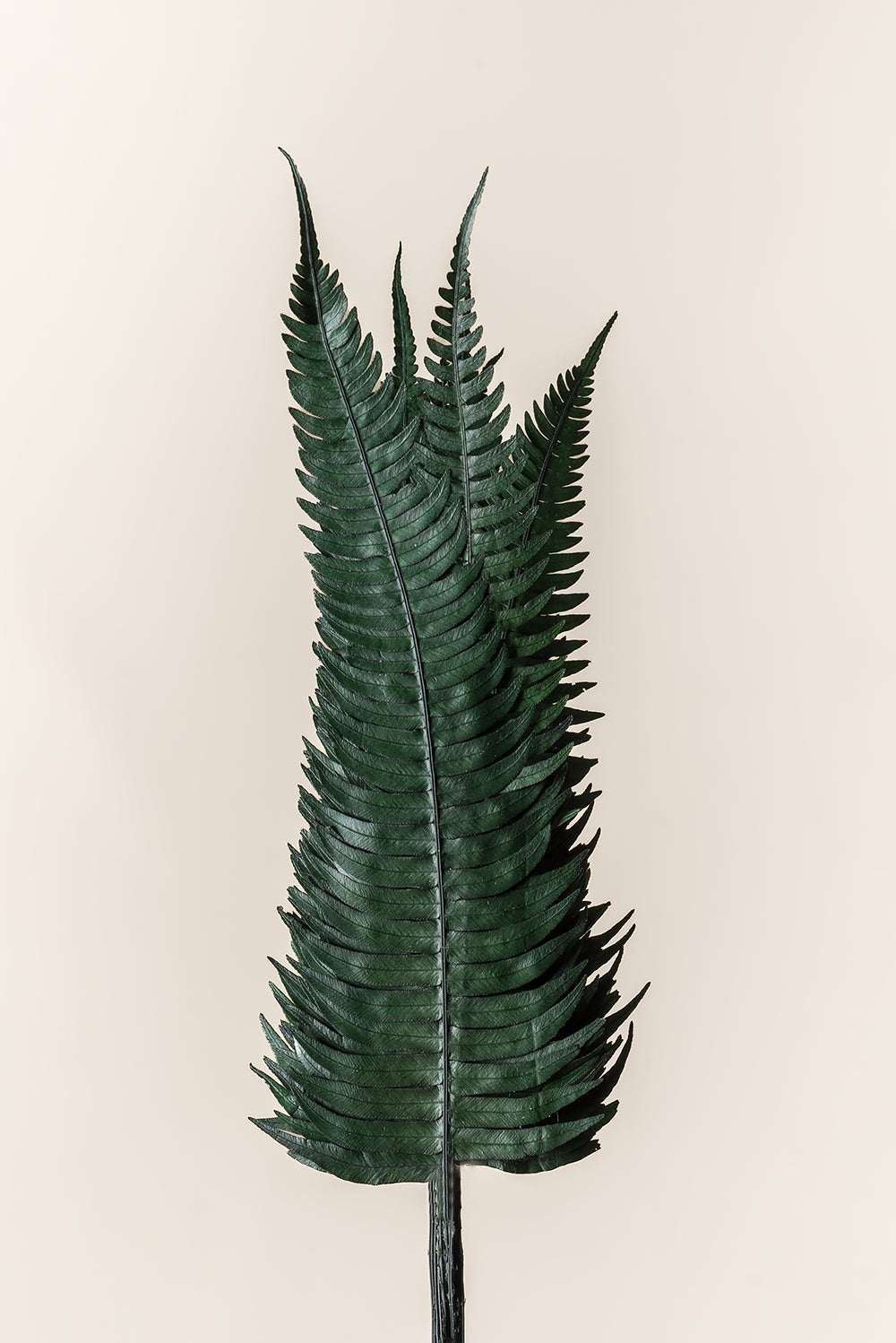 Rock Fern