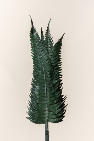 Rock Fern