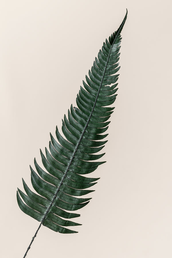 Phyllitis hybrida