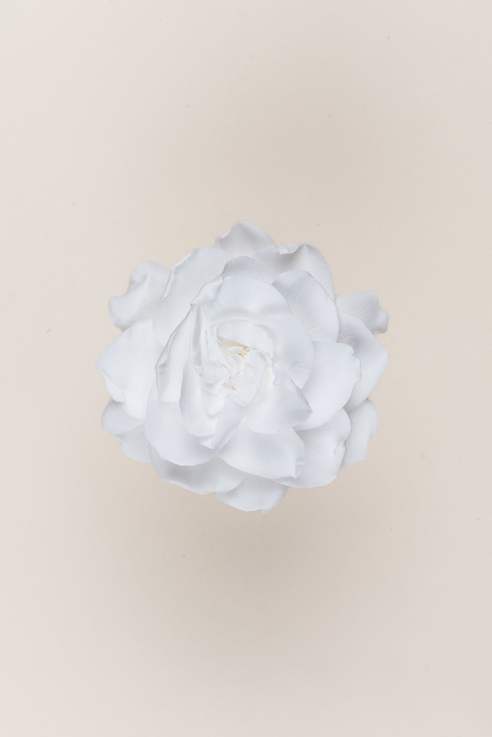 Gardenia - Box 3 heads
