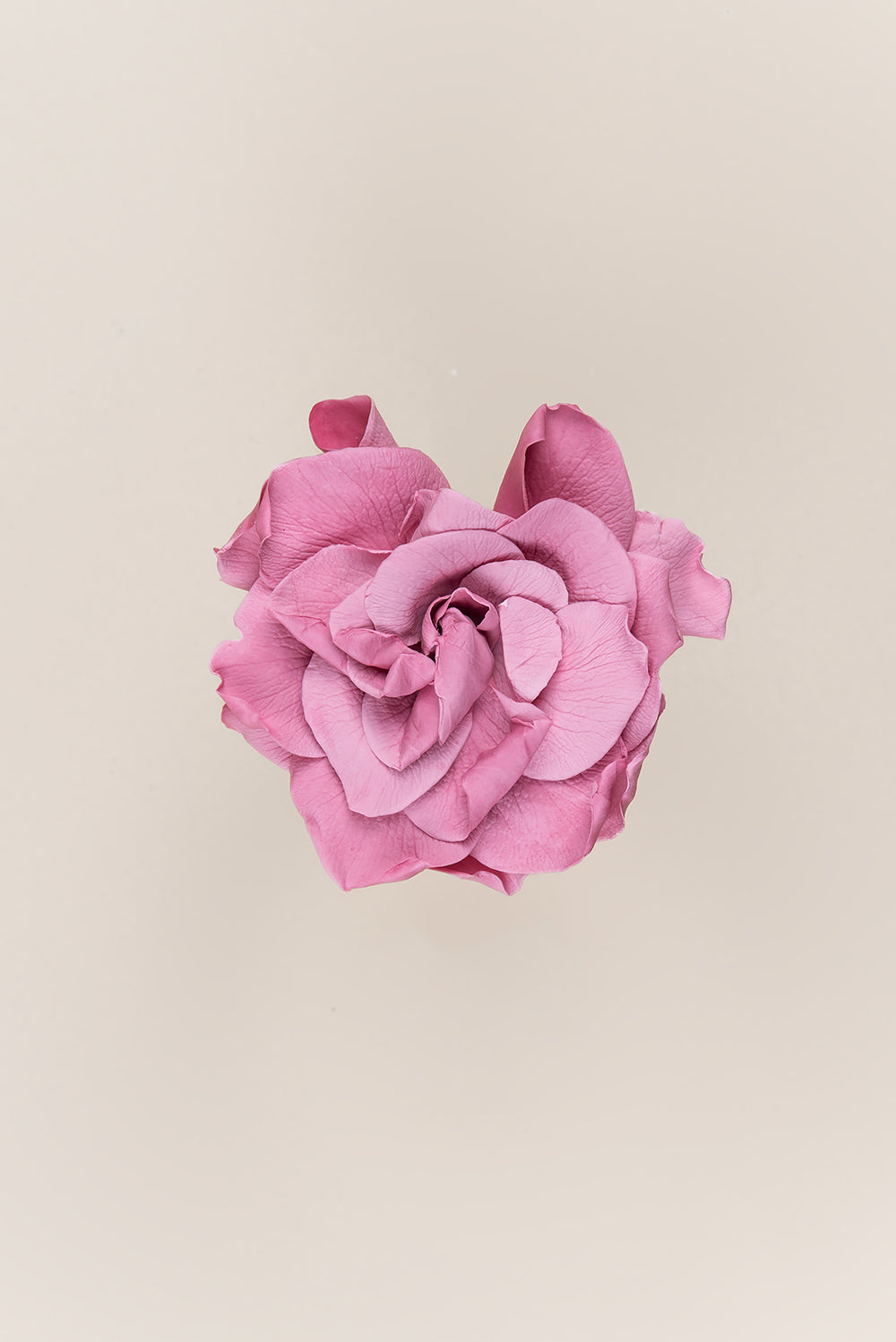 Gardenia - Box 3 heads