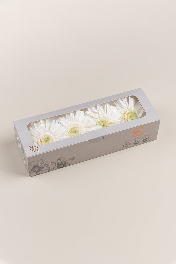 Gerbera - Box 4 heads