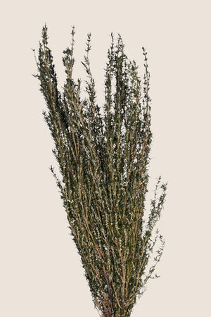 Grabia