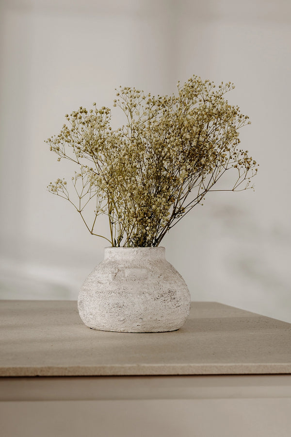 Gypsophila