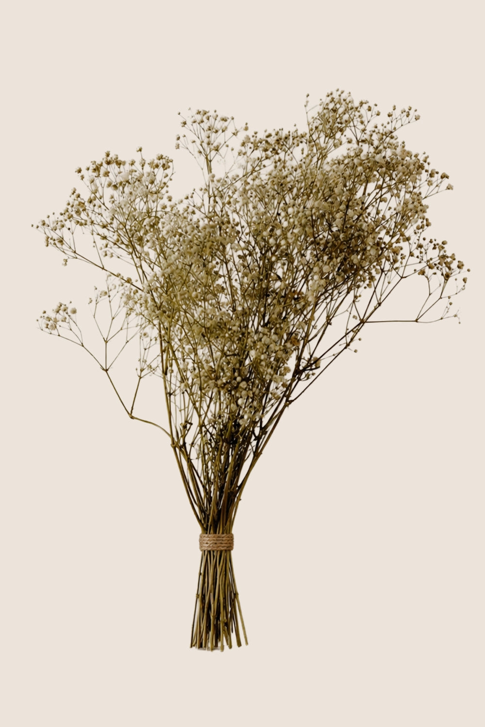 Paniculata