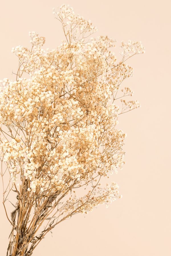 Gypsophila