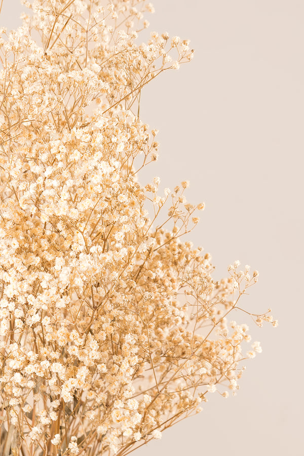 Gypsophila