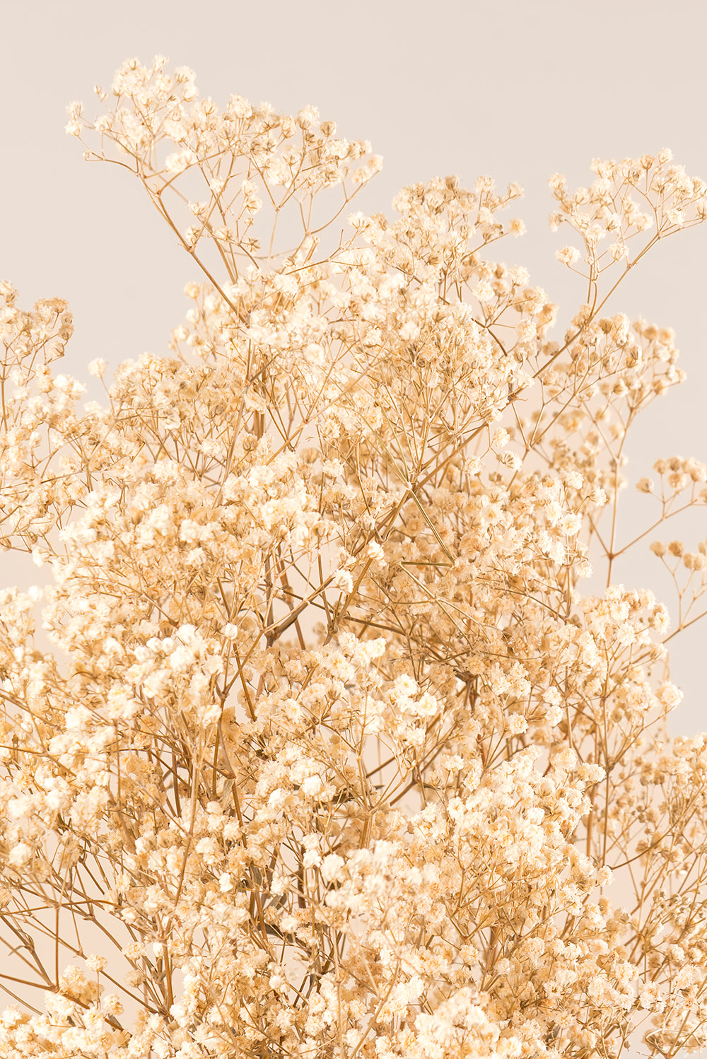 Paniculata