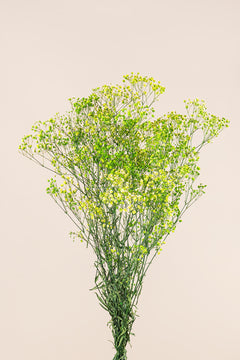 Verde lima