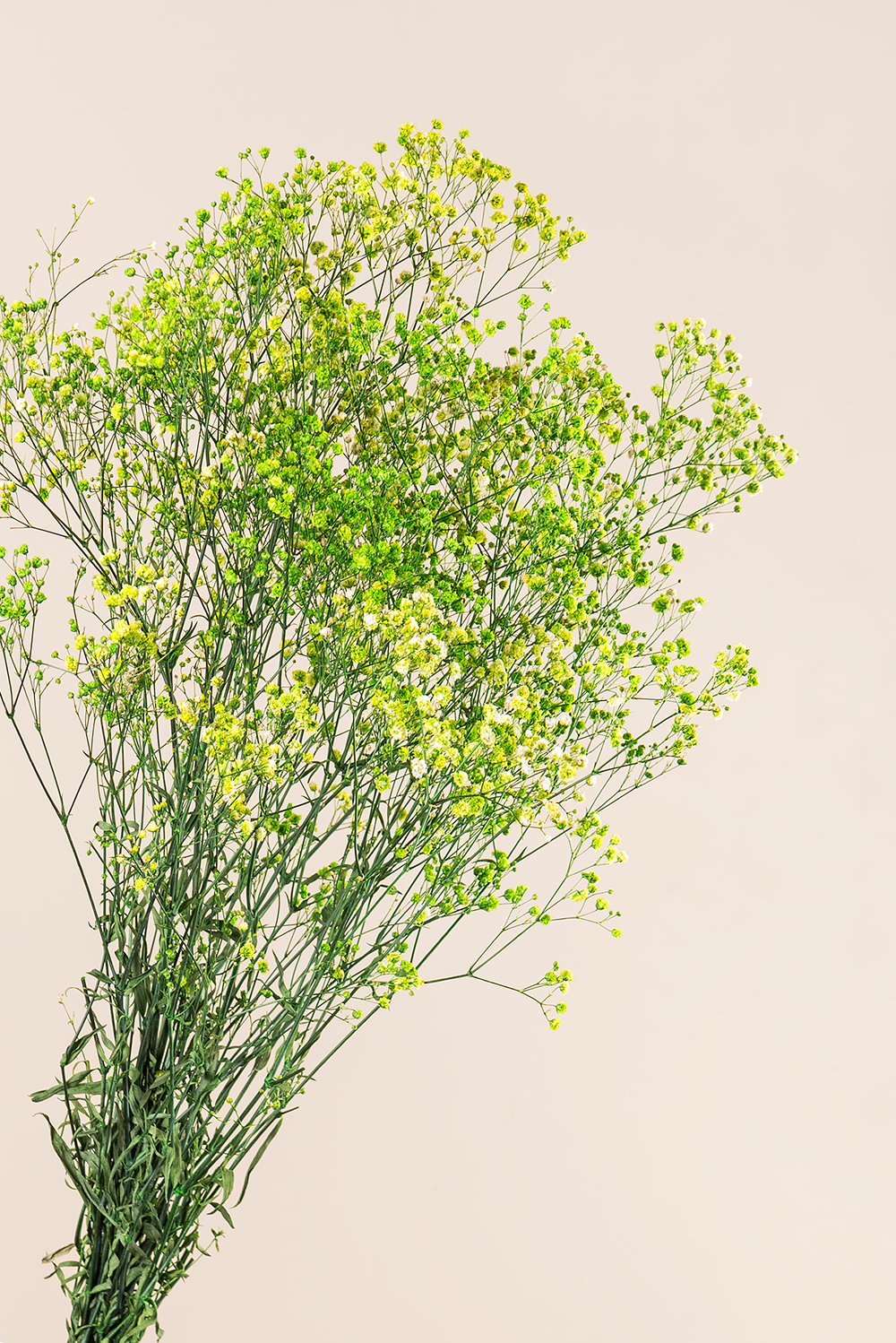 Paniculata