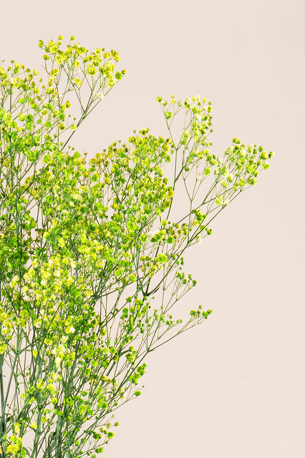 Paniculata