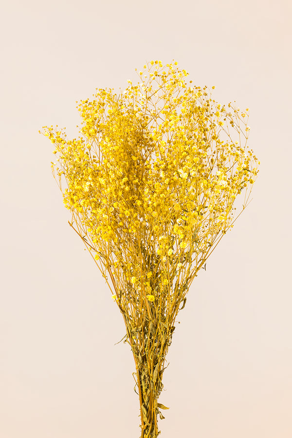 Gypsophila