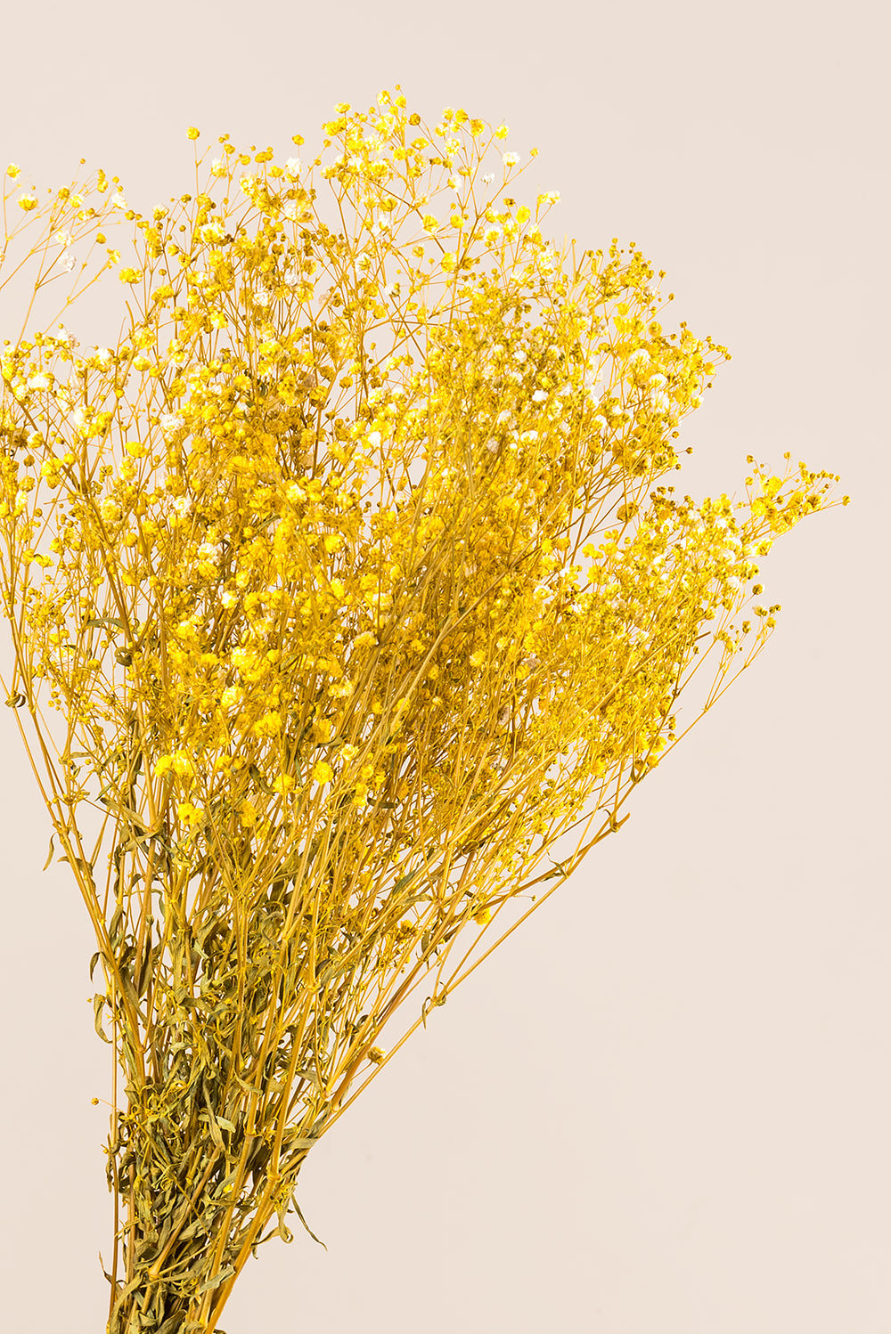 Paniculata
