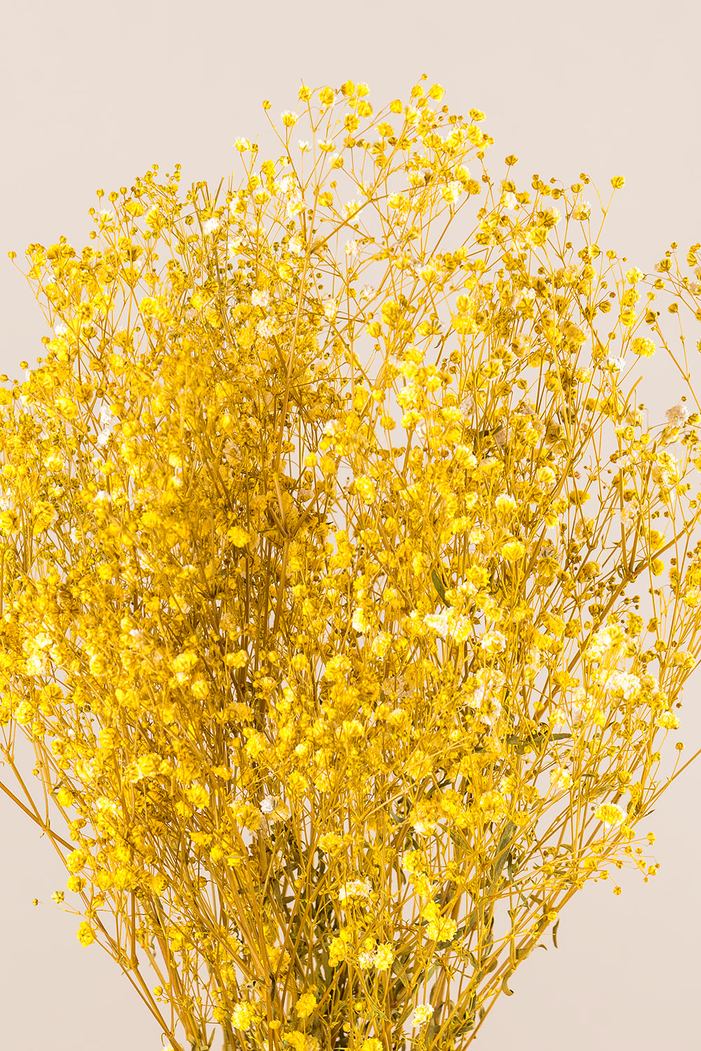 Paniculata