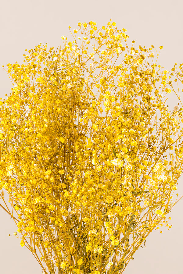 Gypsophila