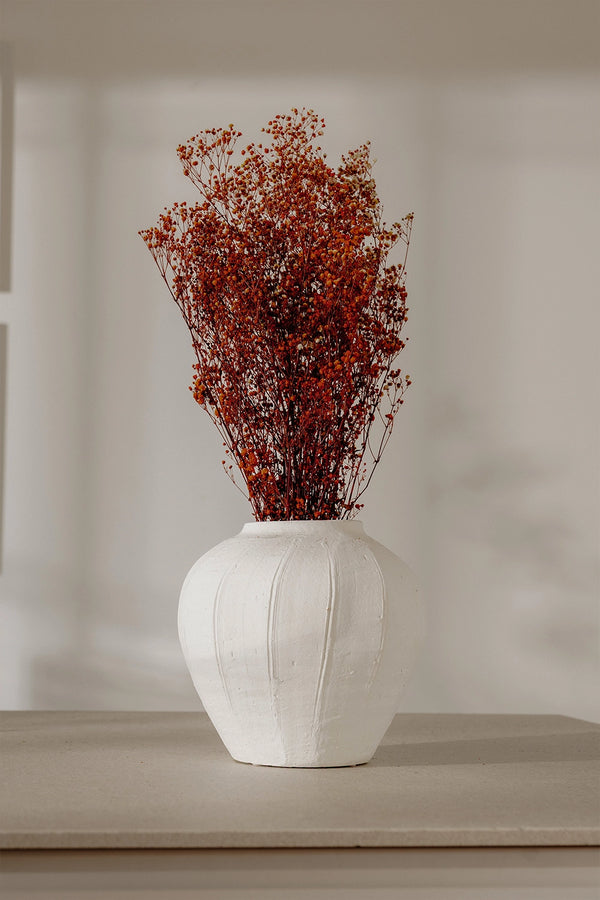 Gypsophila