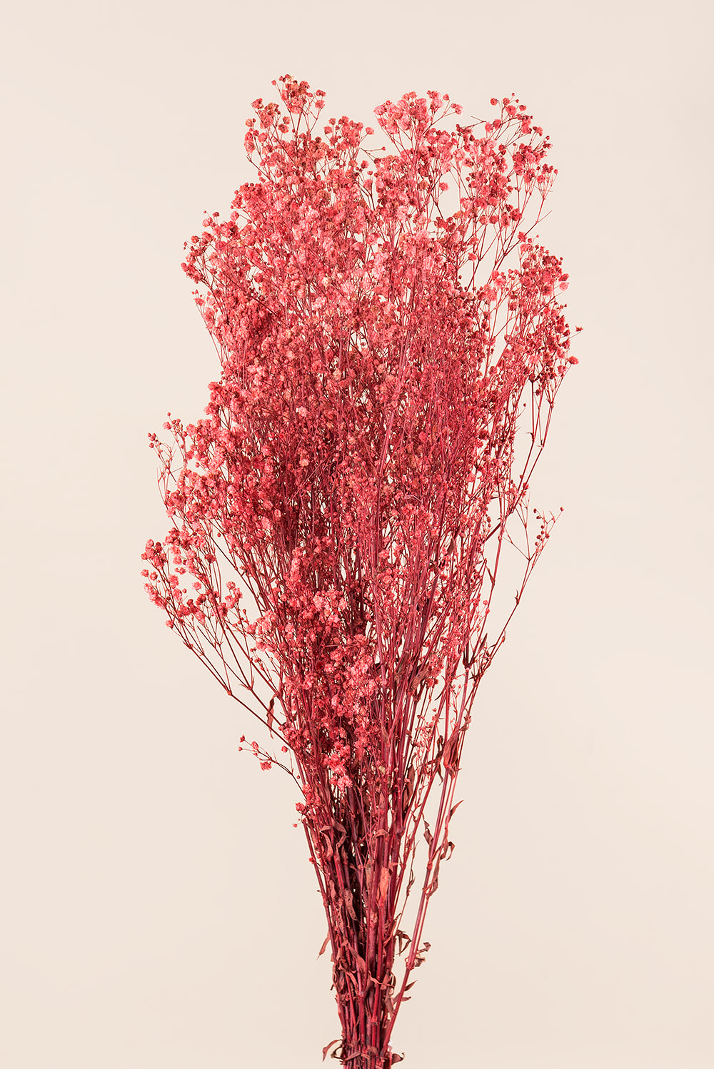 Paniculata