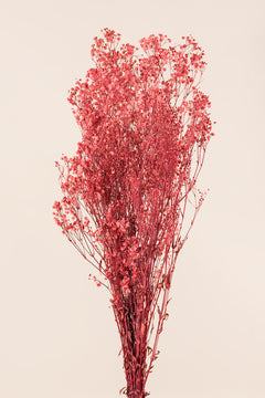 Rosa pastel
