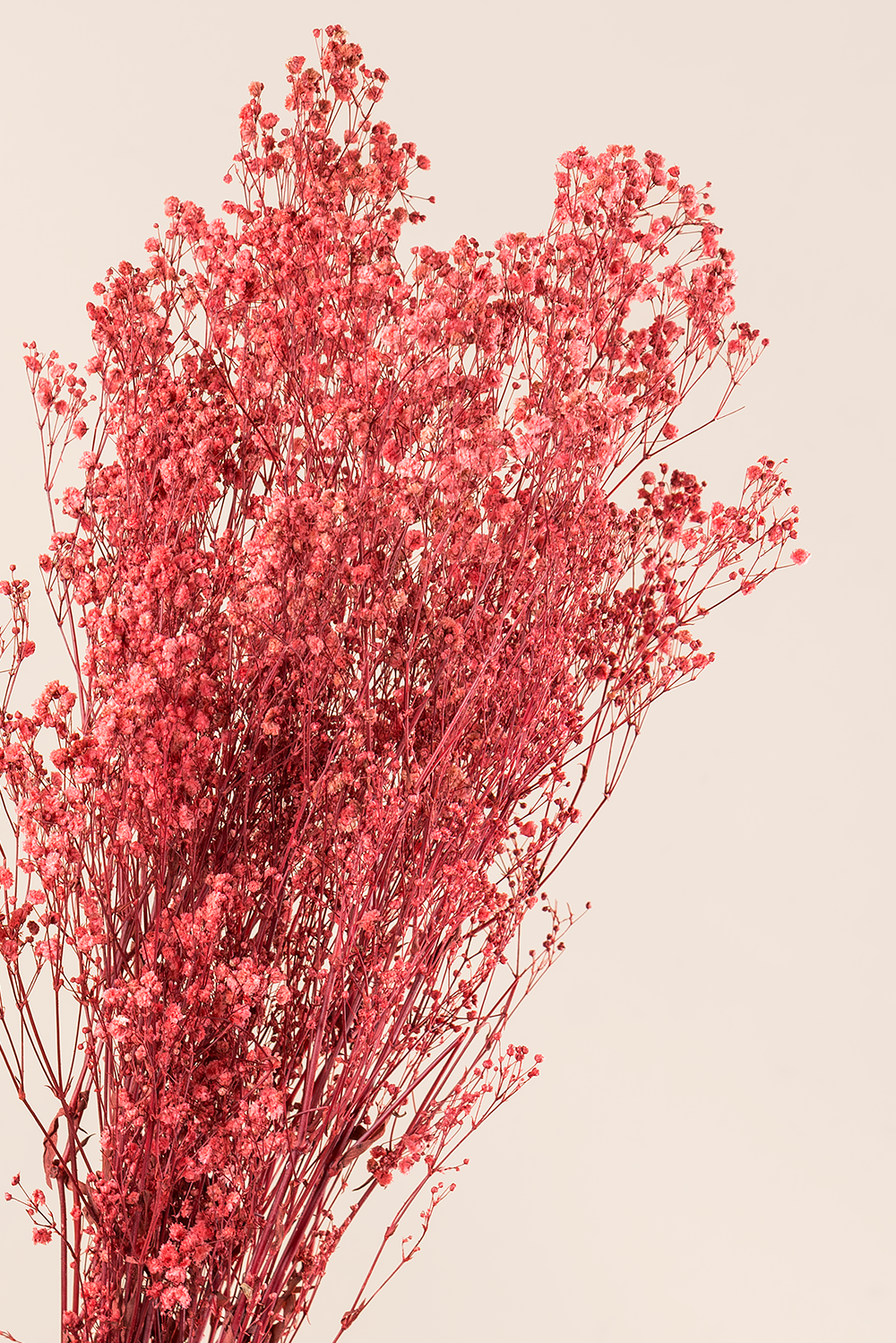 Paniculata