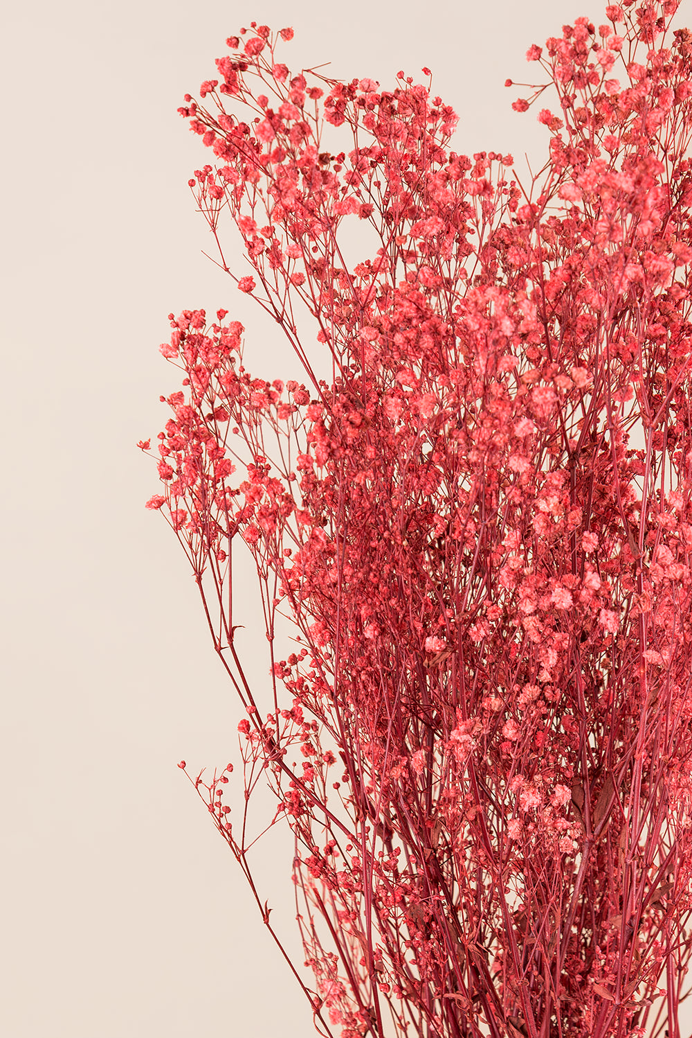 Paniculata