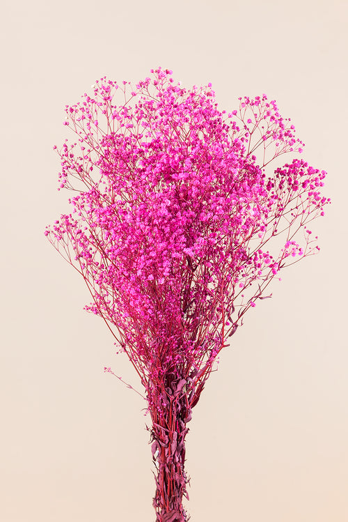 Paniculata