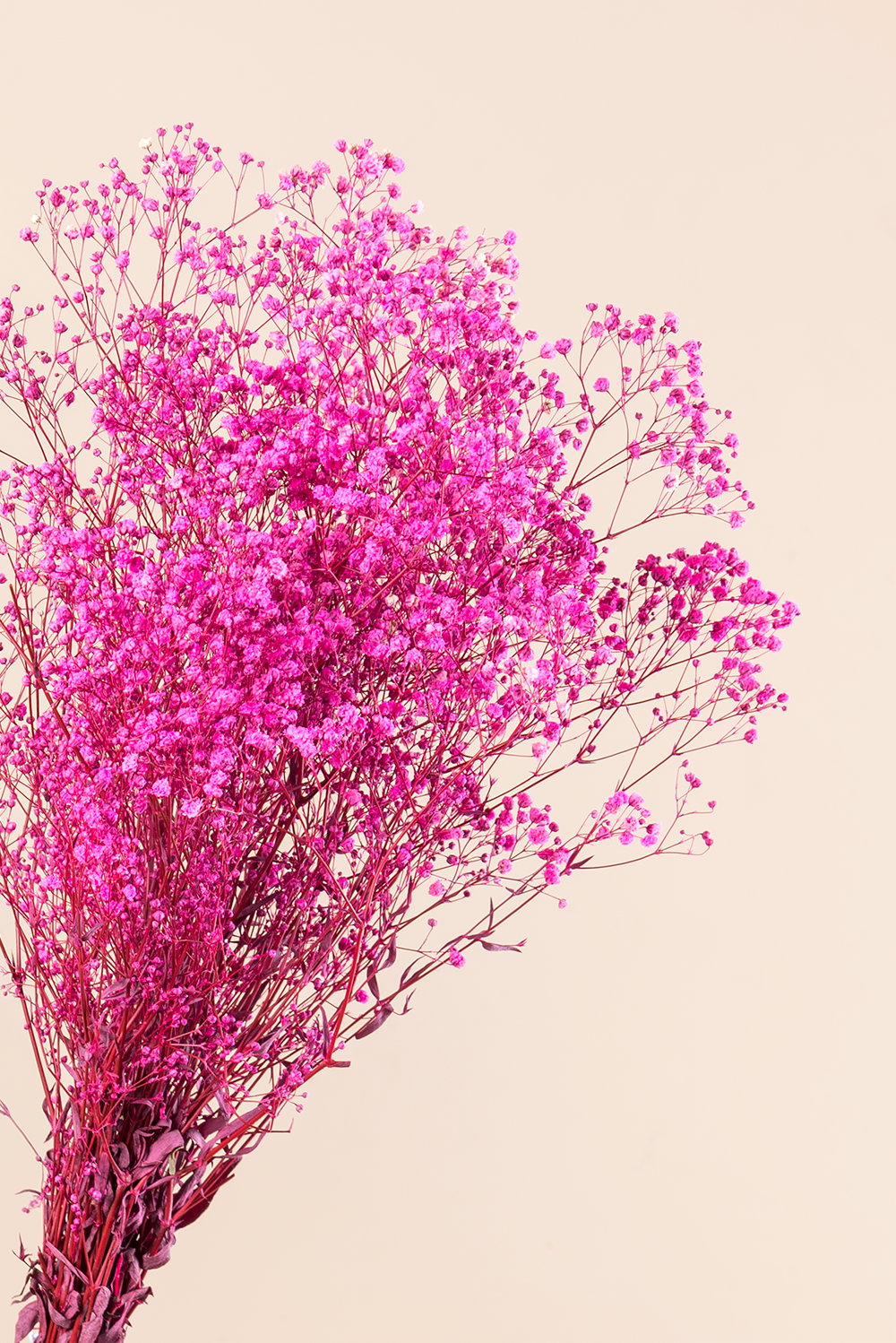 Paniculata