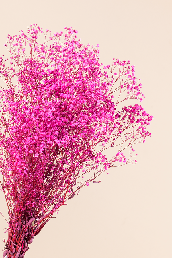 Gypsophila