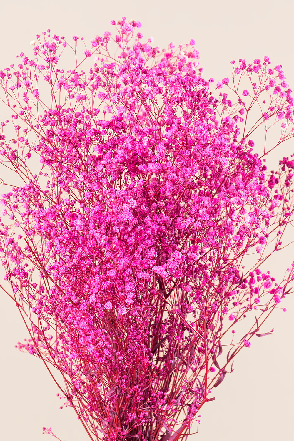 Paniculata