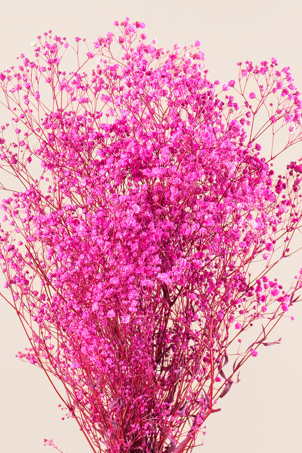 Gypsophila