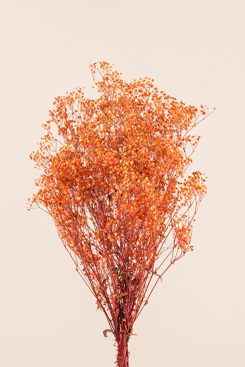 Paniculata