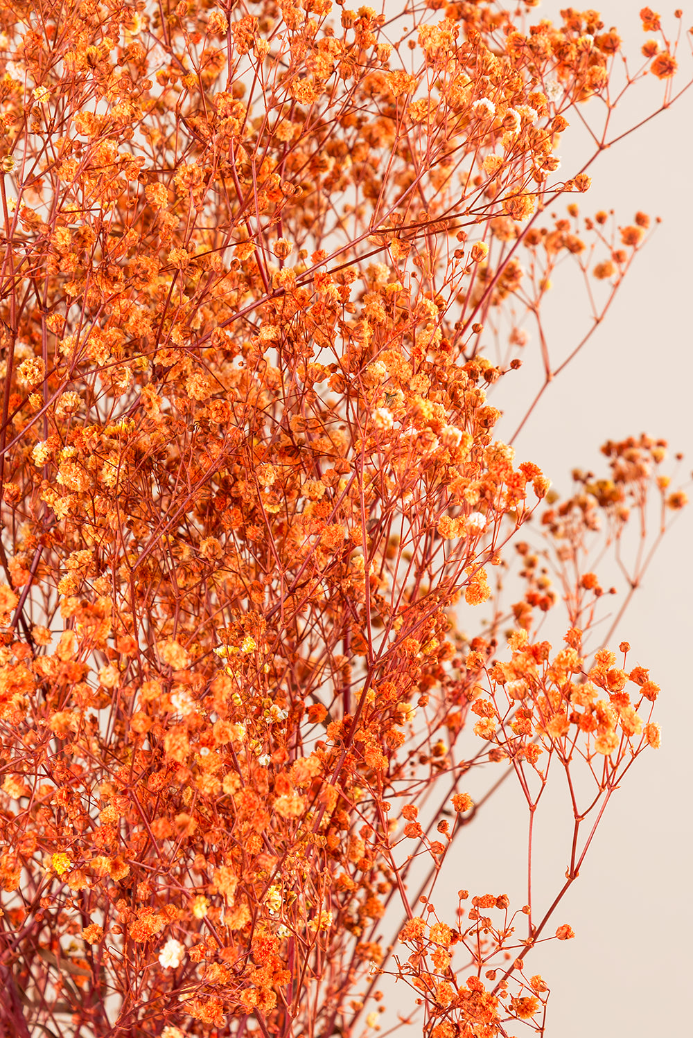 Paniculata