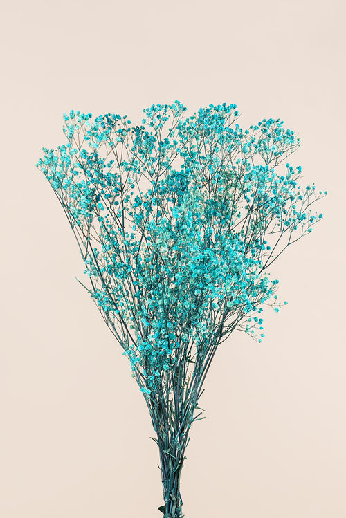 Paniculata