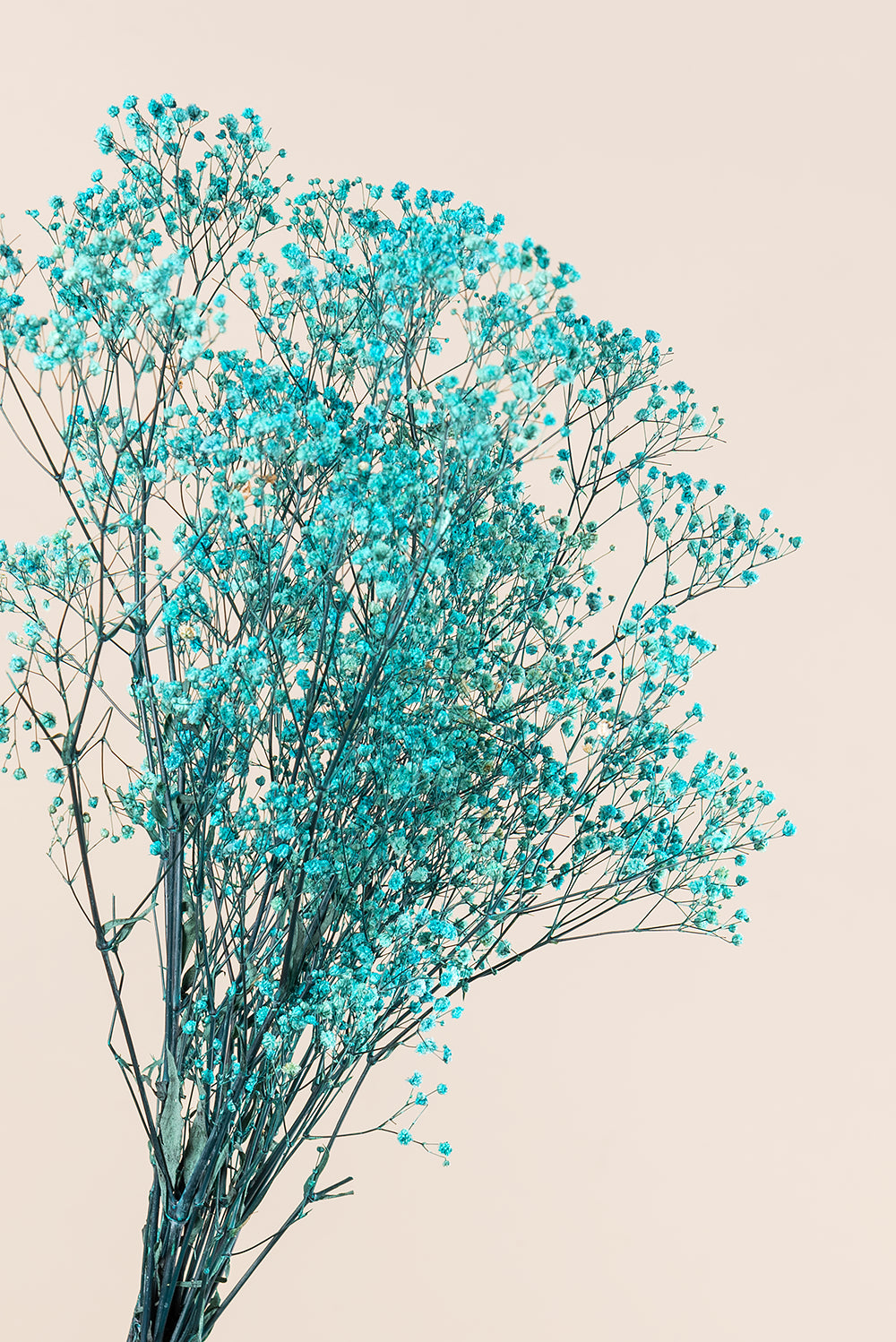 Paniculata