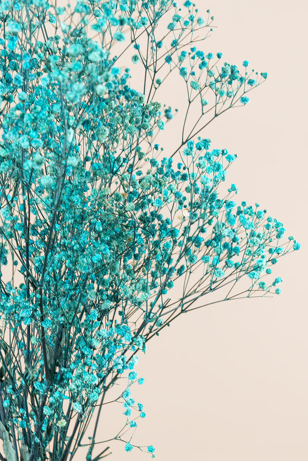 Paniculata