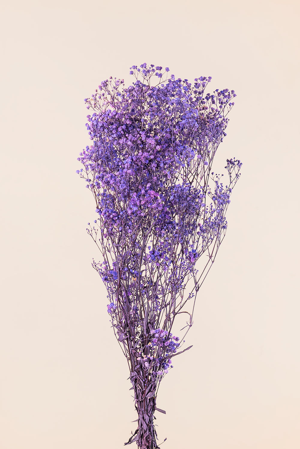 Paniculata