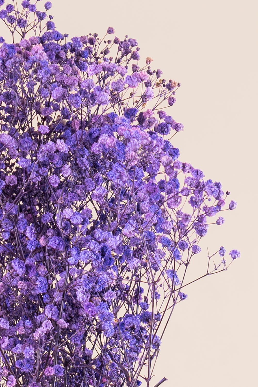 Paniculata