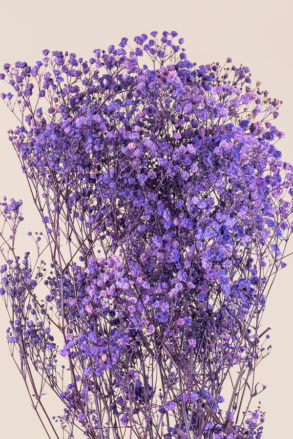 Gypsophila