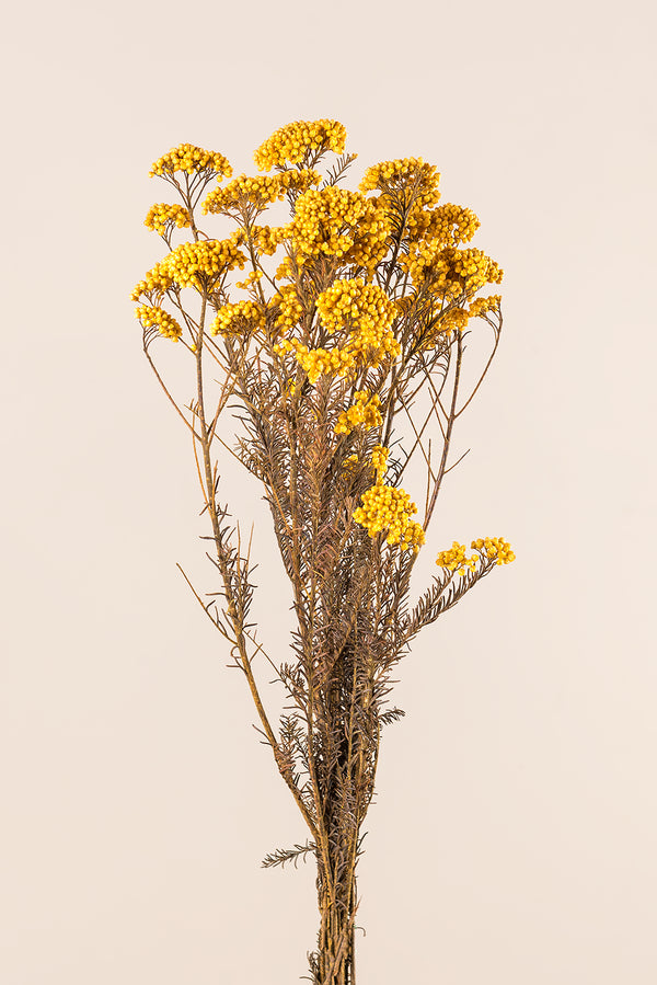 Diosmi