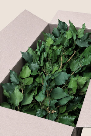 Ivy Hedera Arborea - bulk